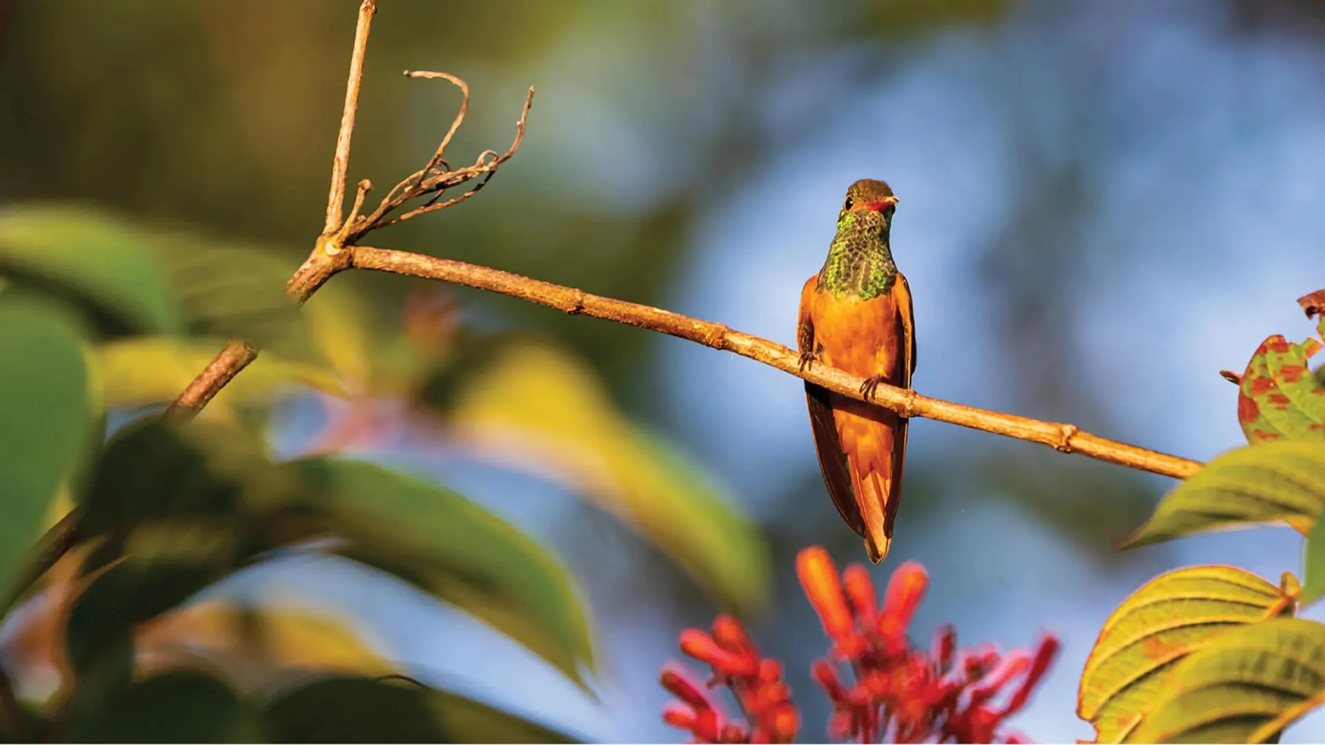 Pájaro sobre una rama